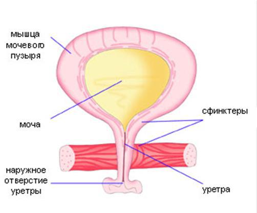 Уретра У Женщин Фото