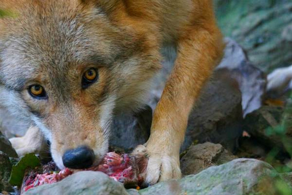 Волчий голод: почему постоянно хочется есть