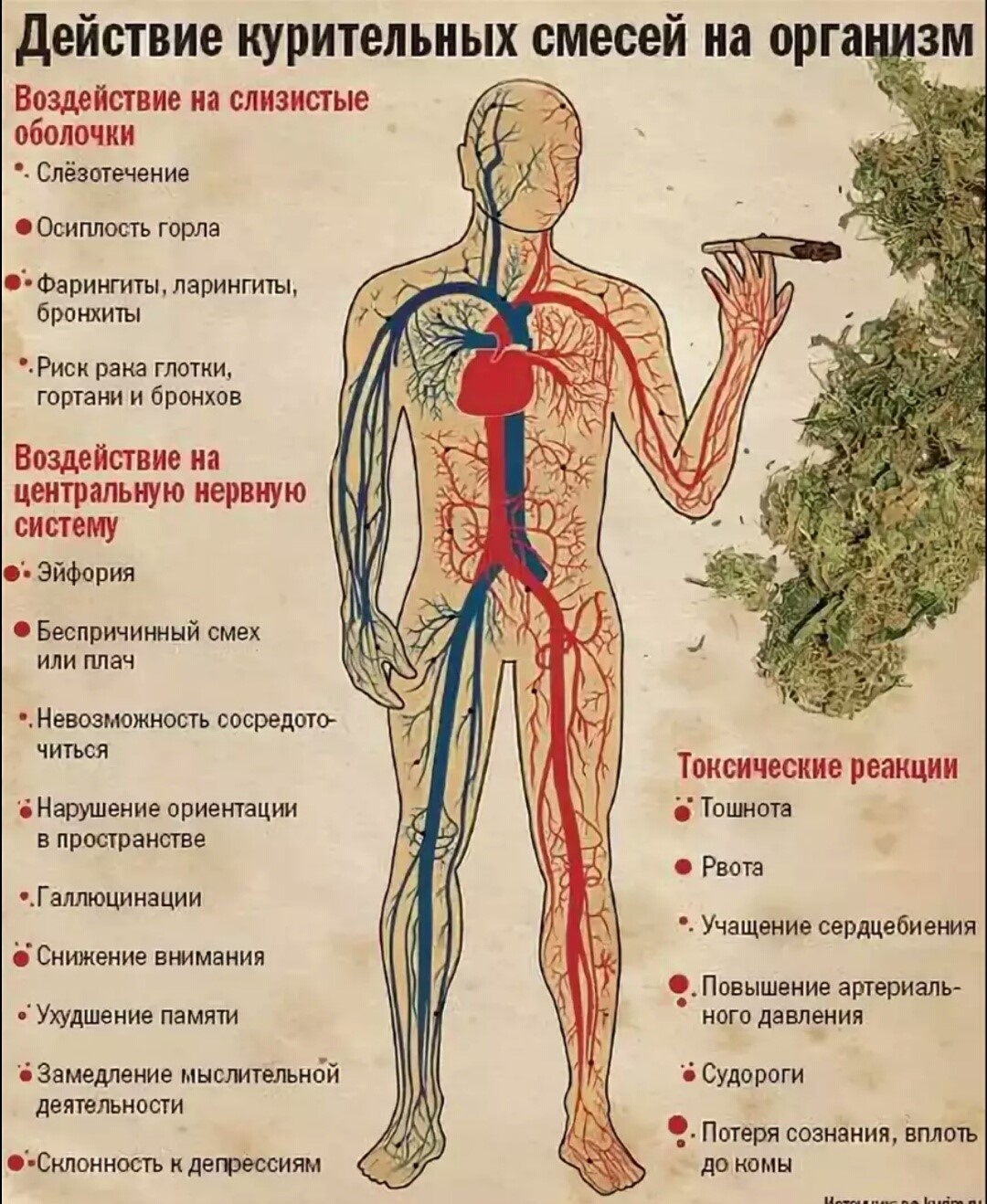 Действие марихуаны на нервную систему конопля что это такое выращивание