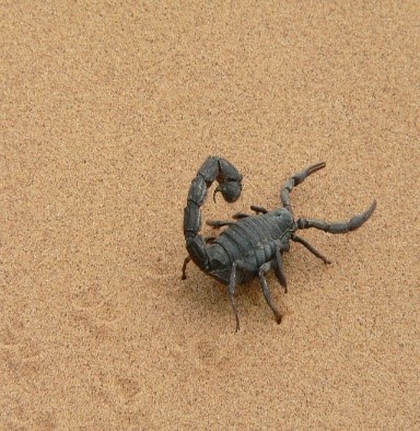 skorpion