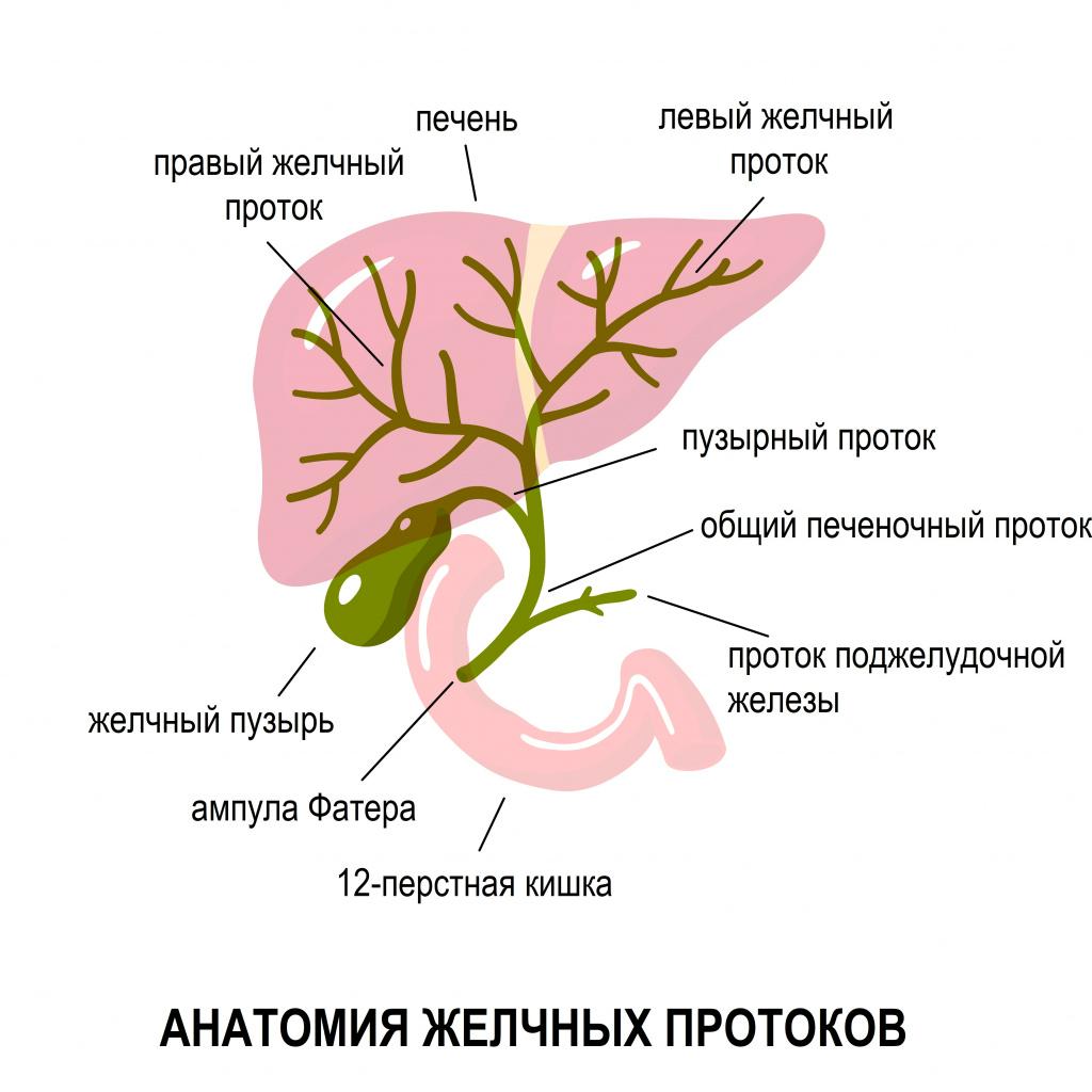 Холангит 02